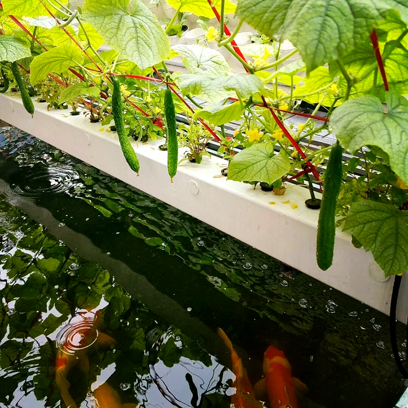 吉安市薄膜大棚鱼菜共生 - 方案